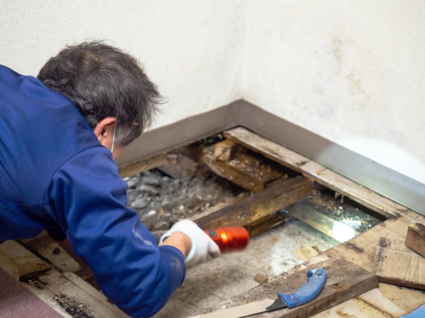 Best Attic Mold Removal  in Mont Alto, PA