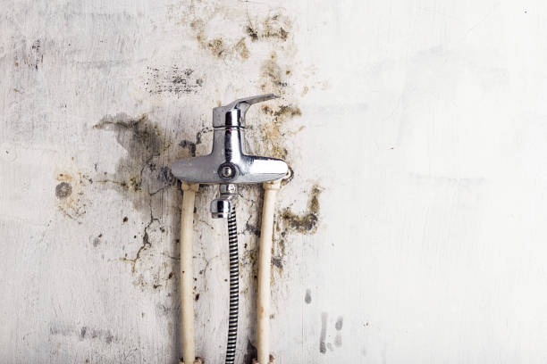 Best Mold Remediation Experts  in Mont Alto, PA