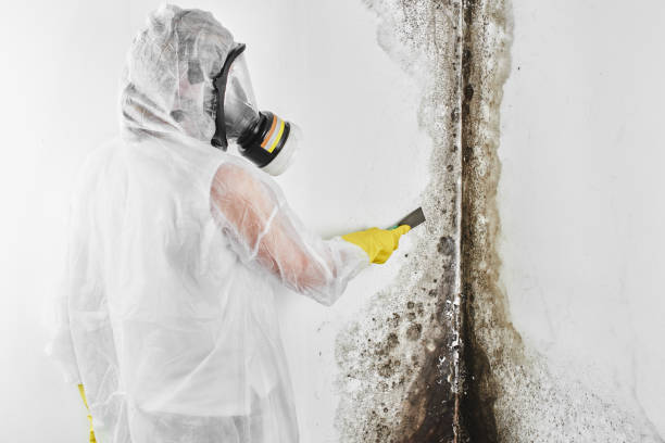 Best Toxic Mold Removal  in Mont Alto, PA