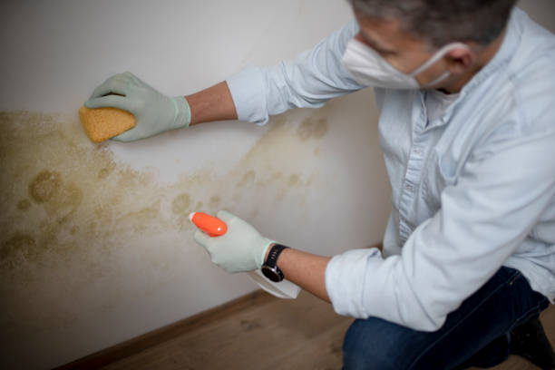 Best Mold Damage Repair  in Mont Alto, PA