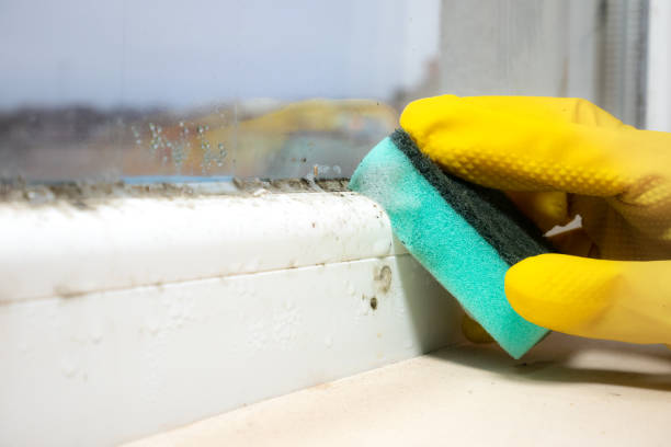 Best Mold Cleaning Services  in Mont Alto, PA