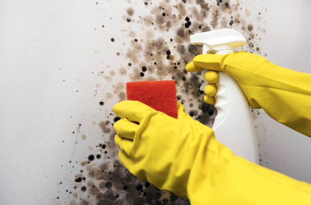 Office Mold Removal Services in Mont Alto, PA