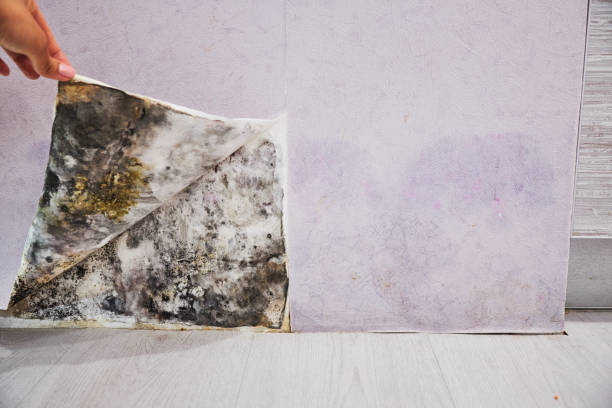 Best Mold Removal and Inspection  in Mont Alto, PA